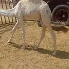 تم البيع   4 قعدان بريه وعلى حليب اماتها شحم وعلى جميع الشروط