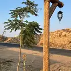 اخشاب اعمده