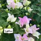 مشتل خالد الزراعي بالطائف للجملة