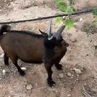 للبيع تيس قزم