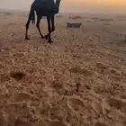 قعود مجهم للبيع