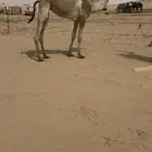 بكره ضروبه ذلول هجن مهجنه