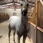 الحضن