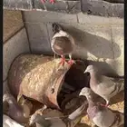 حمام فرنسي