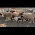 للبيع مطافيل نعيم