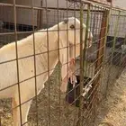 تيس فحل ابيض هولندي جرم ناااهي ومنتج