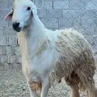خروف وضان للبيع