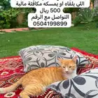 قط ضايع ومكافئة 500ريال