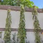 نخل