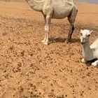 قعود باتلي