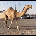 شقحاء كفو