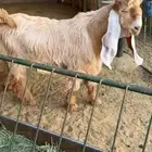 للبيع جذعان صفر العدد 2
