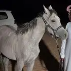 مهره شعبيه ابوها ولد البطل خيدار حصان منتج