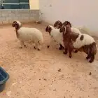 طليان نعيم الريآض حي الشفآء آي مكان نوصل فيه ذبح باقي آثنين
