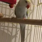 طير درة مفقود