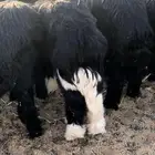 ذبائح متوفر تابي تمار