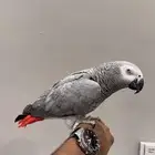 كاسكو متكلم بطلاقه
