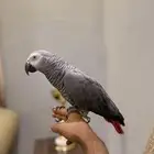 كاسكو متكلم