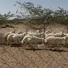 ضان حريه دفيع شرط