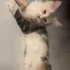 قطه للتبني