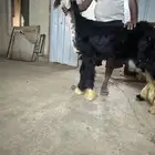 مشروع طلي فاخر
