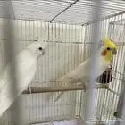زوج كوكتيل كروان