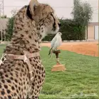 توصيل اليوم من الرياض إلى الطائف مكة جدة