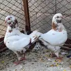 جوز كنق اخوان اعمارهن 5 شهور