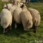 غنم نعيم بري فل نظاف