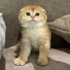 انثى سكوتش فولد للبيع