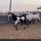 معزا دفيع هولنديات