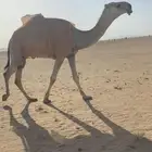 للبيع قعود كفوو