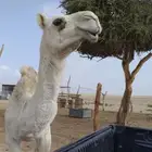 بكره لحالها