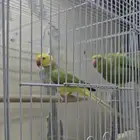 دره هولندي