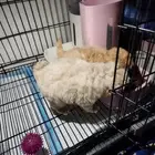 كلاب بودل مالتيبو puppy Maltipoo