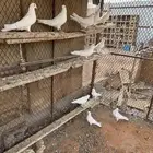 للبيع قطايف غرانيق