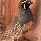 سمان كالفورني