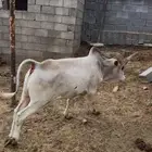الطايف وادي ليه