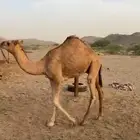 قعود مشروع فاحل