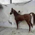 حصان واهو للبيع
