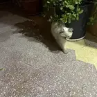 قط للتبني