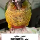 كنيور مفقود الرياض حي سلطانة