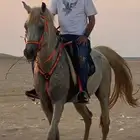 خيل اصيل للبيع