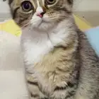 للحجز قطط سكوتش ذكر و انثى