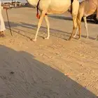 عشراء بنت قايد الجيش تحتها قعود للبيع هجن