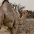 قعدان أوارك