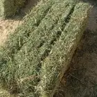 برسيم وتبن وذره