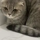 قطتين ذكر وأنثى سكوتش للبيع ب أغراضها و مستلزماتها والعابها