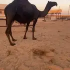 لقحه مجهم ملاقي