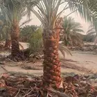 نخل وأشنطونيا وعربي بجميع المقاسات